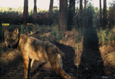 Fotogramma del film "Naya” di Mulder Sebastian. Lupa nella foresta