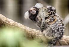 Scimmie Marmoset: genitore e con il piccolo attaccato alla schiena 