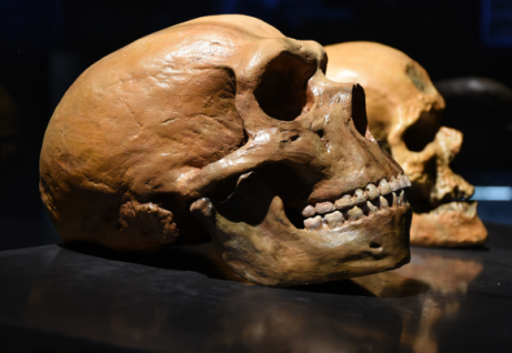 Teschio di Neanderthal e teschio di Sapiens. Foto Adobe Stock