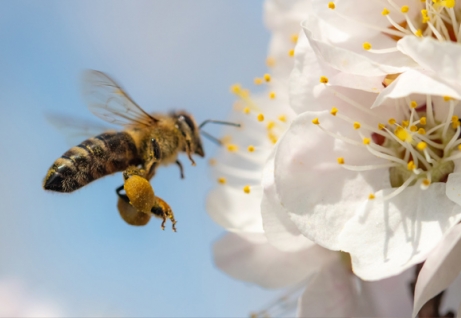 Un'ape vola su un fiore