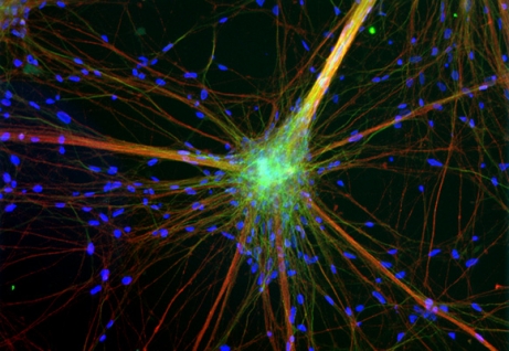 Neuroni in coltura.