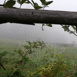 Spider in the fog