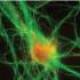 Temporal control of neurogenesis
