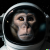 Immagine generata con con DALL·E 2 dal testo: High quality photo of a monkey astronaut; fornita da Paolo Rota 